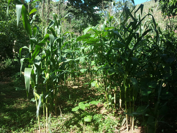 Inca recomenda redução do uso de agrotóxicos para prevenir câncer